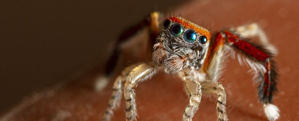 This Adorable Jumping Spider Can't Actually See Its Own Most Vivid Color - ScienceAlert