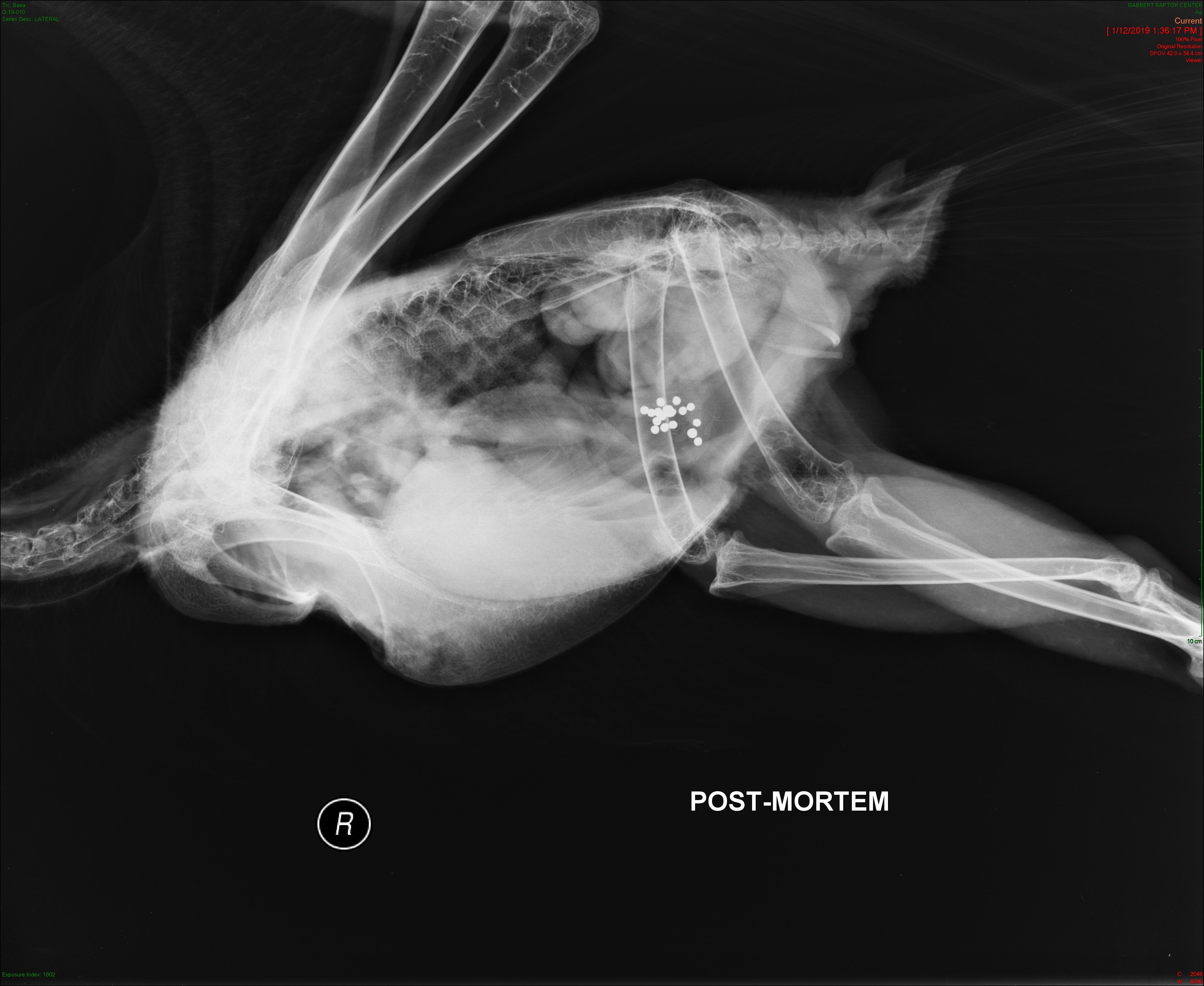 X-ray image showing white dots in a bird skeleton