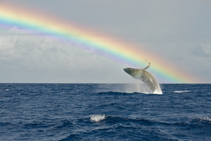 WhaleBreachingUnderRainbow