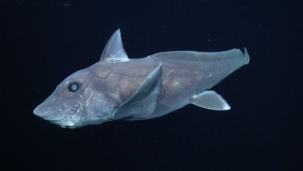 Short stubby shark with small tail and big deep sea eyes.