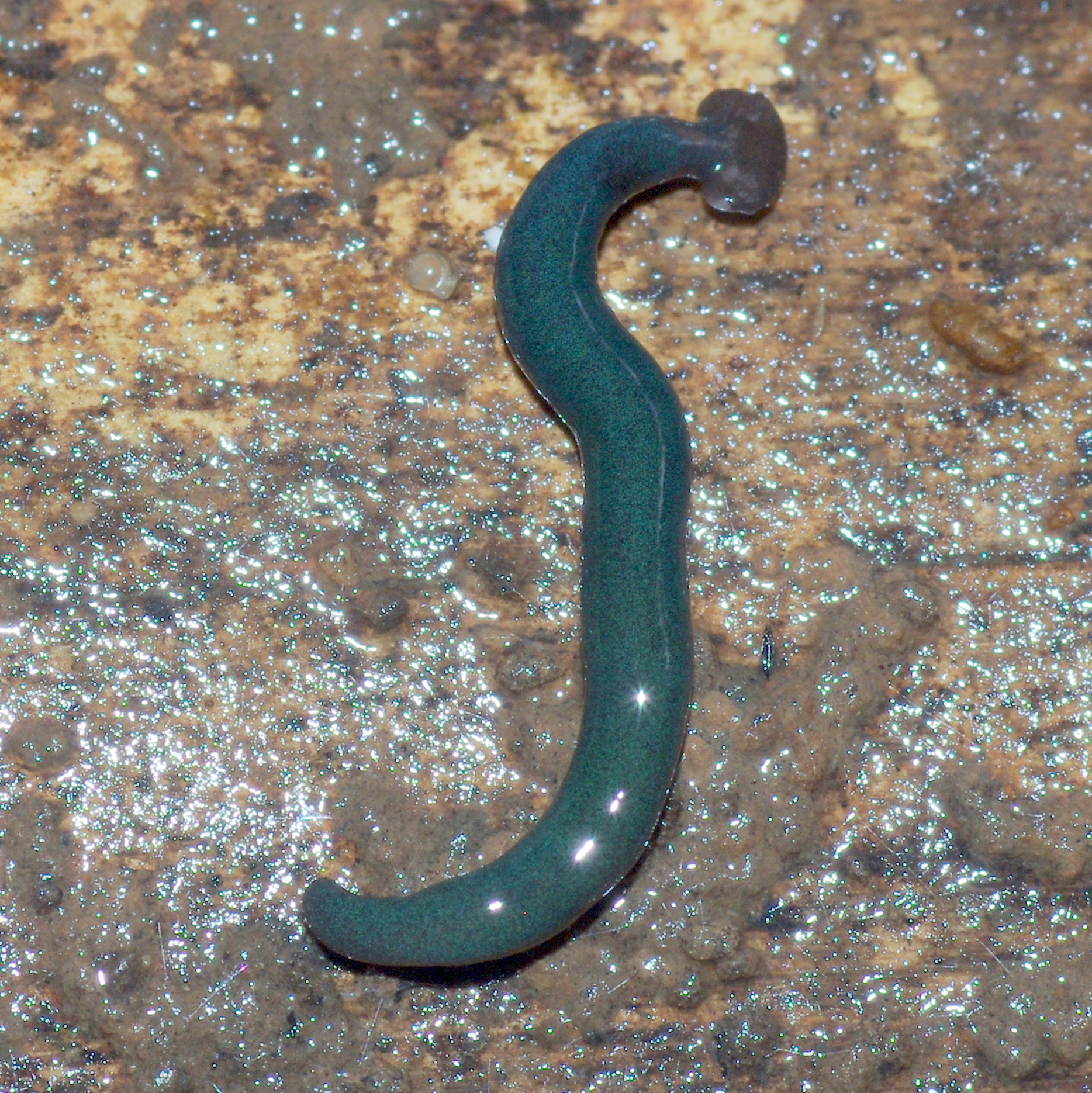 Scientists Have Named an ‘Alien’ Predatory Flatworm After COVID
