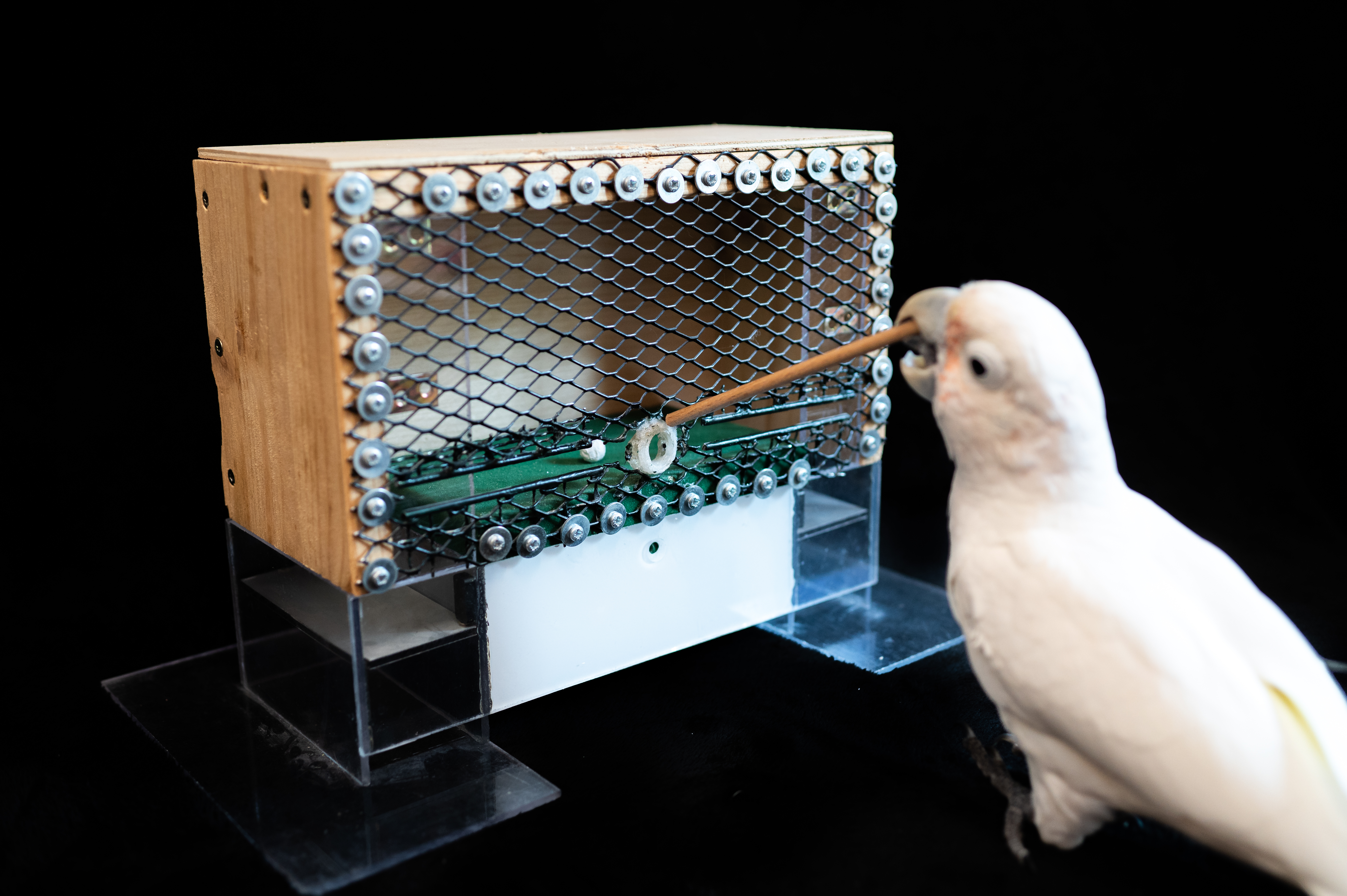 Cockatoo poking stick into green carpeted box with ball in it