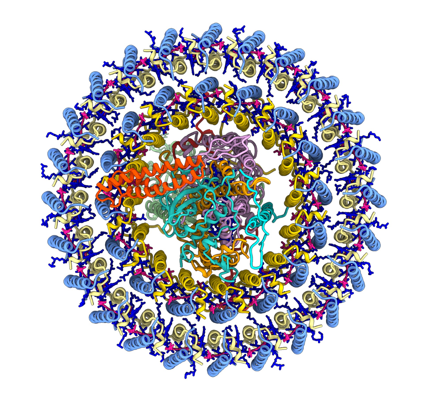 Diagram of two rings of multicolored molecules surrounding a central circle.