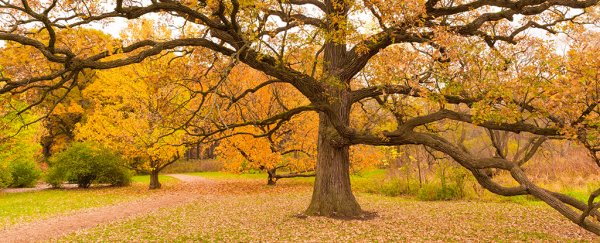 Rare breed of ancient trees with incredible lifespans help keep their forests alive