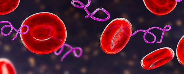 Scientists think they've unlocked the secret of long-term Lyme disease symptoms