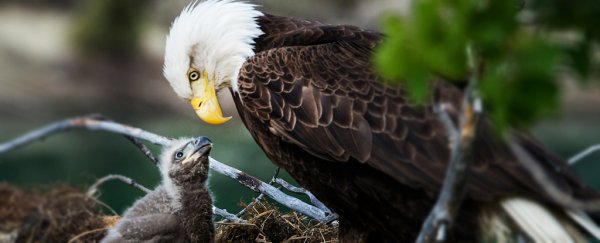 Nearly 50% of US bald eagles have chronic lead poisoning, heartbreaking study shows