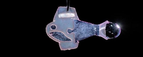 Scientists made a 'fish' from human cardiac cells, and it swims like a beating heart