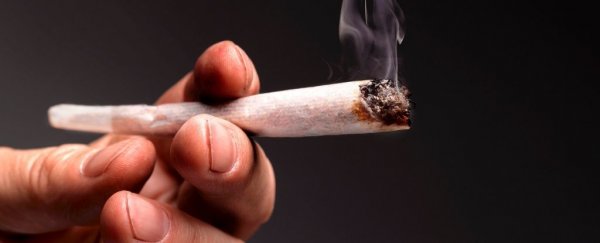 Long-term cannabis smoking appears to alter lung function, but not like tobacco