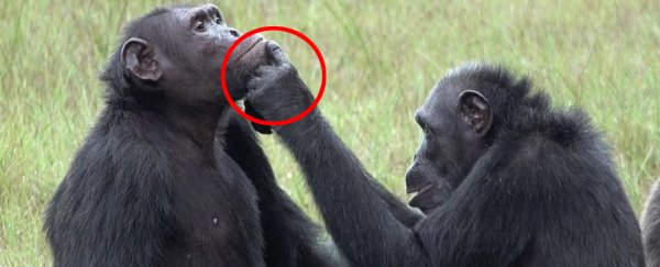 Chimps use insects to soothe each other's wounds in never-before-seen behavior