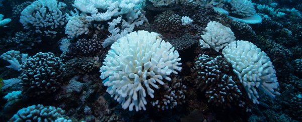 Almost no coral reefs in the world will be safe at 1.5°C warming, scientists warn