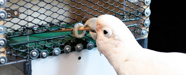 Scientists teach cockatoos to play 'golf', showing off the birds' clever tool use
