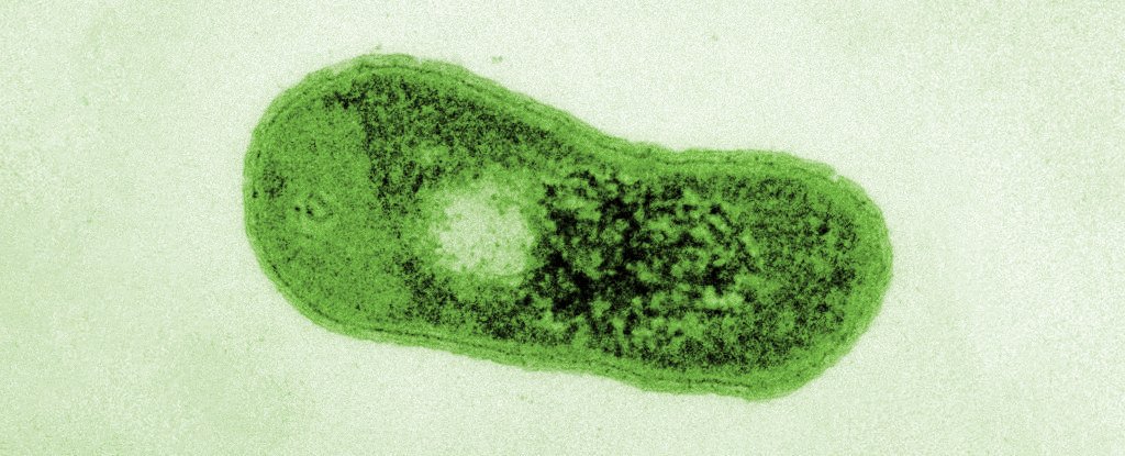 Photo of Une mystérieuse bactérie du désert a développé sa capacité unique de photosynthèse