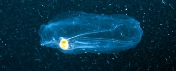 DNA shed by deep-sea organisms reveals a dark abyss teeming with tiny life forms
