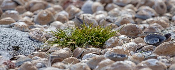 'Striking' expansion of two Antarctic flowering plants is a climate warning