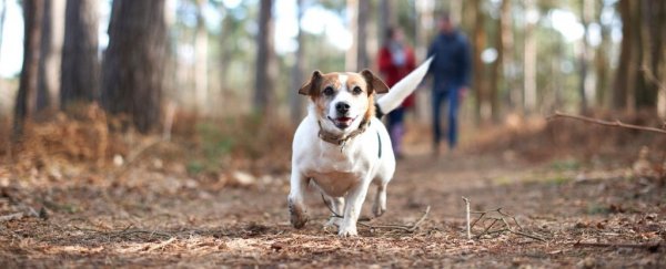 You Shouldn't Let Your Dog Do its Business Wherever it Wants In Nature. Here's Why