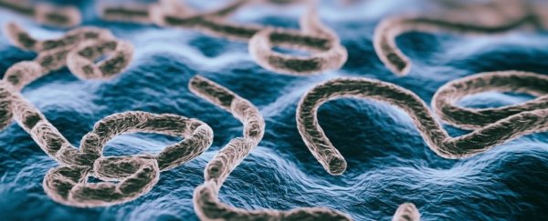 We may finally know where Ebola hides in the brain to emerge years later