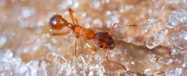What freezing ants can tell us about how their memory works