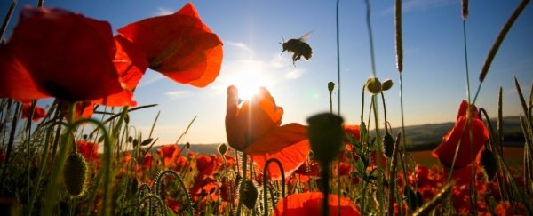Flowers in the UK are blooming a whole month earlier than they did in the 1980s