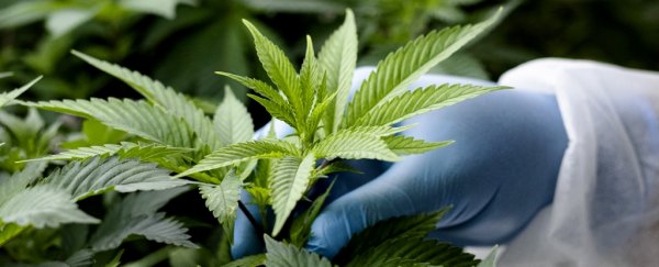 Hemp-derived compound offers benefits of THC with less paranoia, study suggests