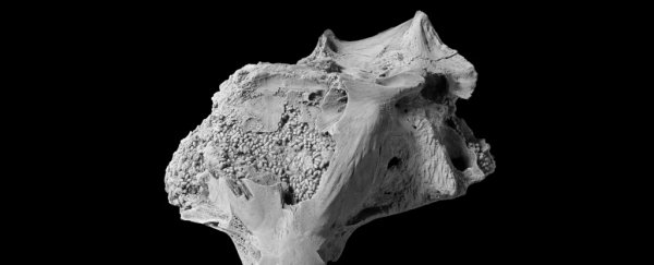 Hundreds of strange, tiny fossils found inside fish cranium from 9 million years ago