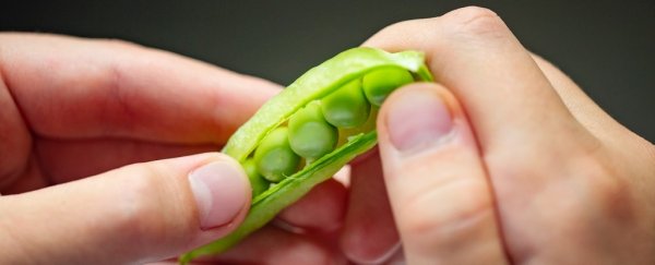 Changing your diet can add up to 10 years to your life expectancy, new study shows