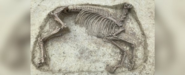 Mysterious headless horse skeleton found buried in medieval graveyard