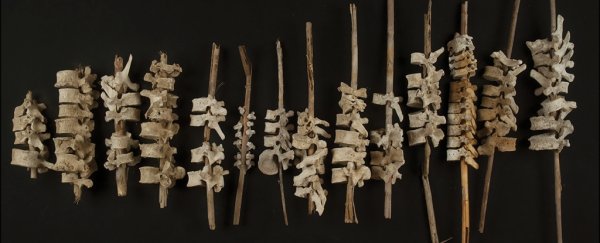 Human spines found mounted on sticks in Peru, and archaeologists think they know why