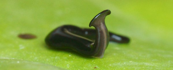 Scientists have named an 'alien' predatory flatworm after COVID