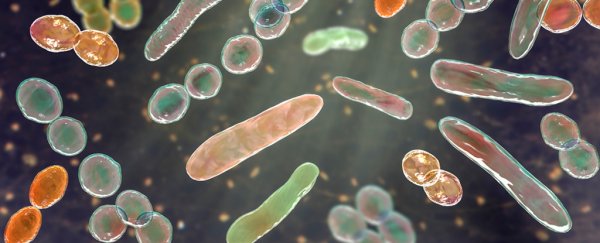 Gut Microbes Can Cause Obesity, and We're Getting Closer to Understanding How