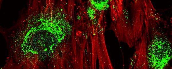 Scientists can now turn stem cells into bone using nothing more than sound