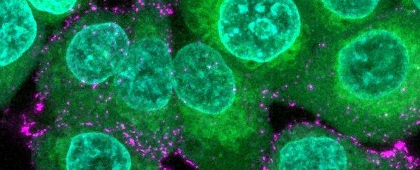 Scientists built a coronavirus from scratch, then saw it trying to hide
