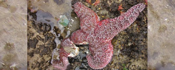 Mysterious syndrome turning sea stars into goo reveals another strange twist