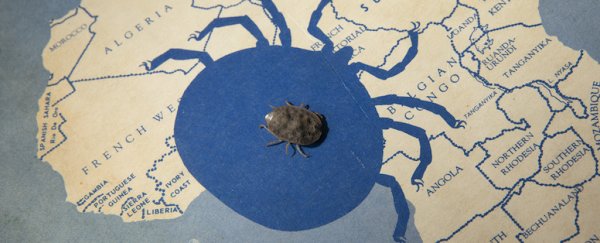 These ticks can survive for years without eating, and live to nearly 30 years of age