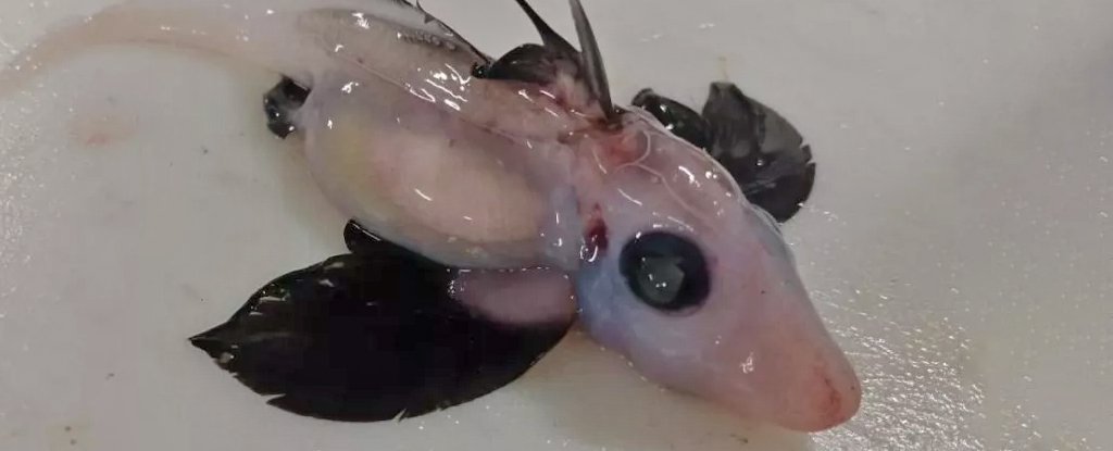 A Creepy, Exceptionally Rare 'Ghost Shark' Chimaera Has Been Found in The Pacifi..