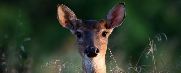 The first evidence of Omicron spilling over into wild animals has just been found