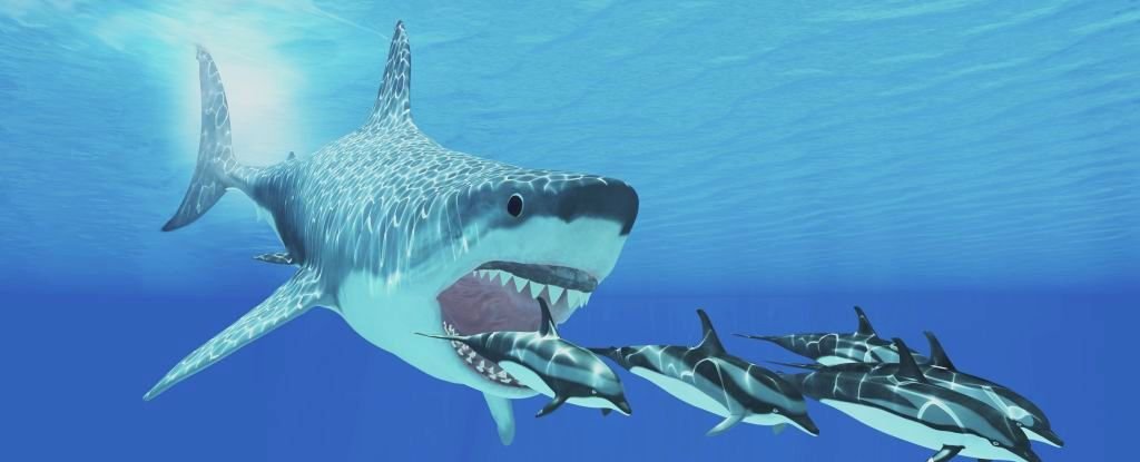 It's Official: New Study Shows We Have No Idea What Megalodon Really Looked  Like : ScienceAlert