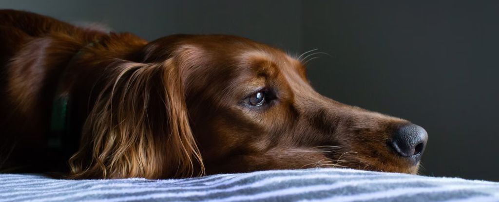 Dogs Seem to Truly Grieve For Their Lost Canine Buddies, Survey Reveals
