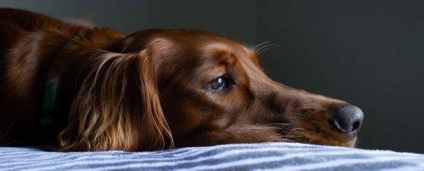 Dogs seem to truly grieve for their lost canine buddies, survey reveals