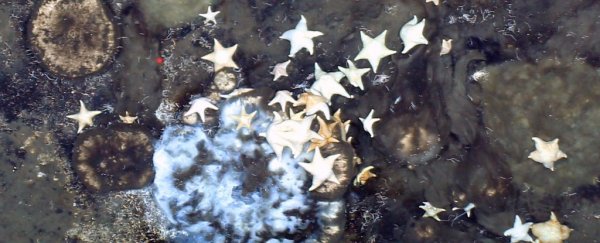 Arctic Sponges Survive Dark, Hostile Conditions by Feasting on the Extinct