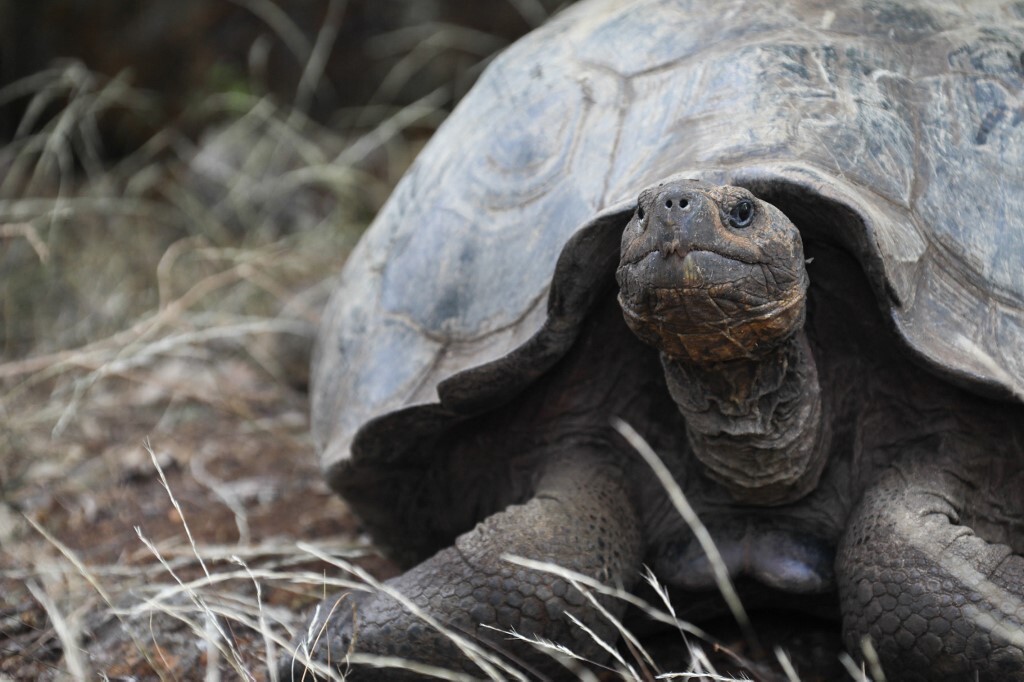 Big Turtle Looking At The Camera