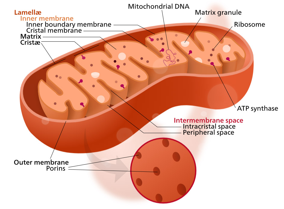 Bean shaped cross section illustration of an orange mitochondrion