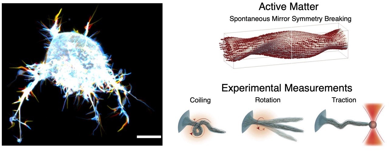 DiagramOfTentacleCellThingy