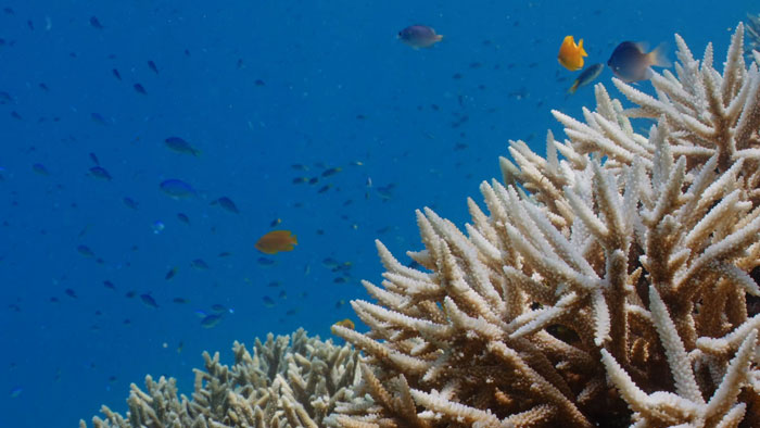 The Great Barrier Reef Has Been Struck With Another 'Widespread' Bleaching Event  FishSwimNearBleachCoralAtTheGreatBarrierReef