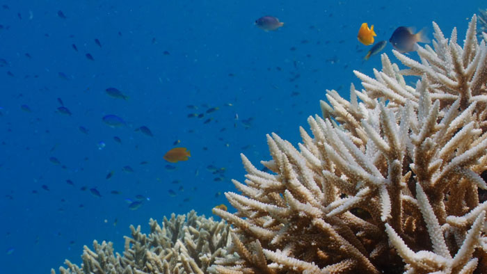 Fish Swim Near Bleached Coral At The Great Barrier Reef