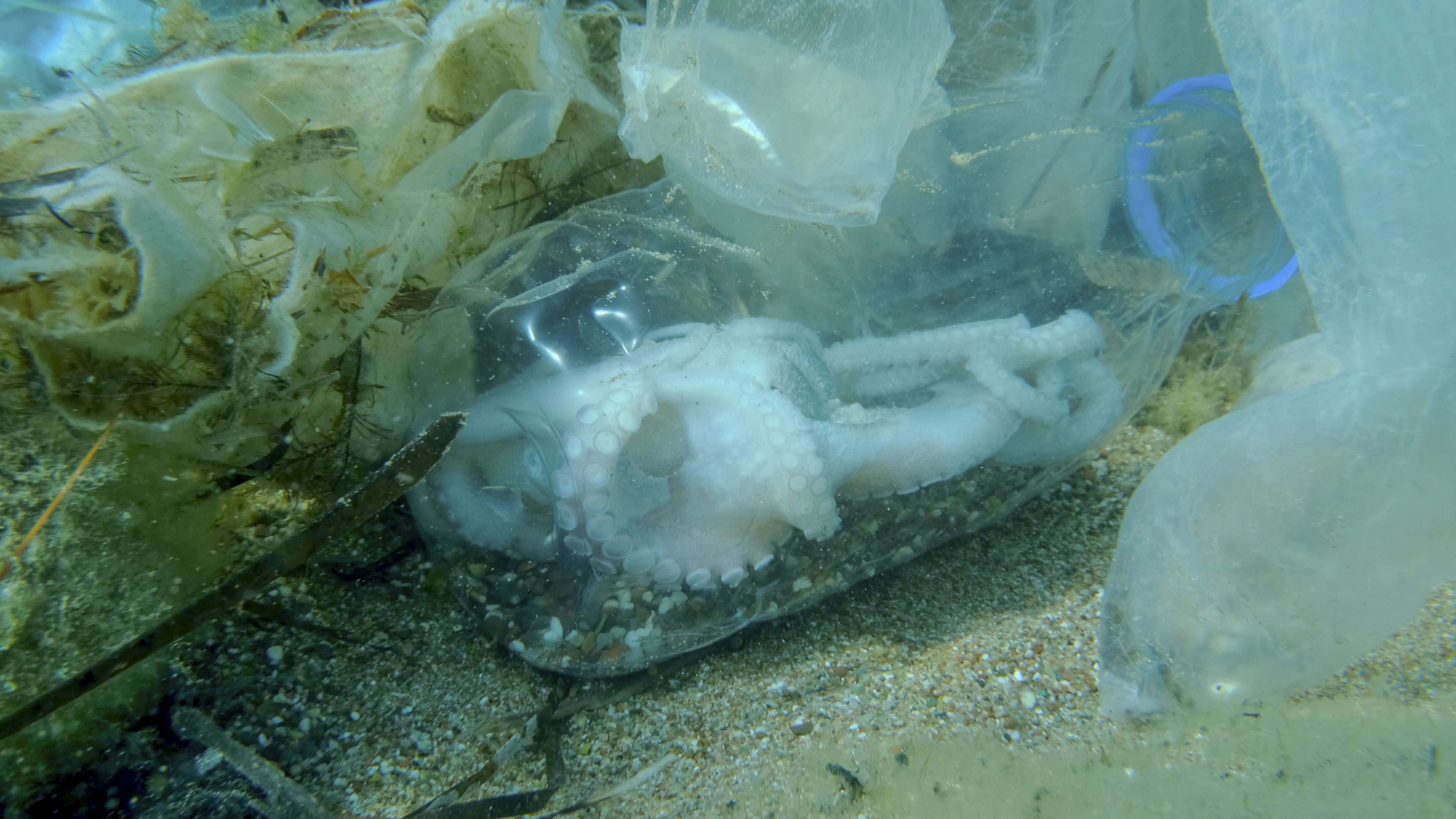 Caracatiță moartă în botte de plastic.  (Andriy Nekrasov / GettyImages)