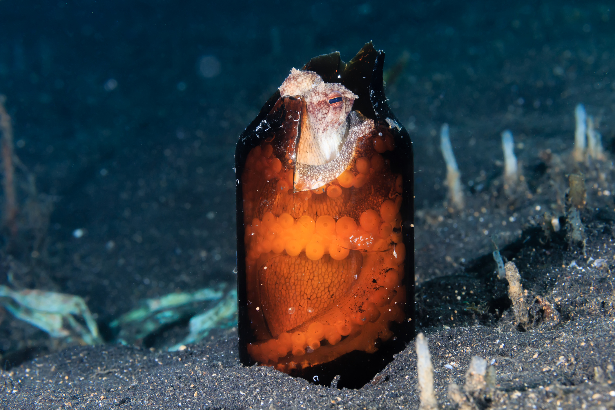 Coconut octopus in a glass bottle. (WhitcombeRD/Getty Images)