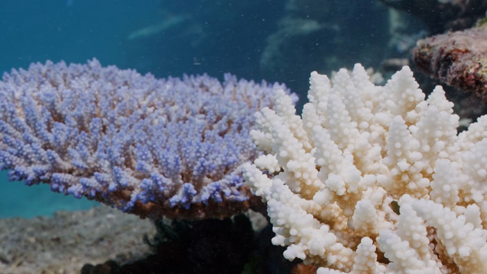 The Great Barrier Reef Has Been Struck With Another 'Widespread' Bleaching Event  LightPurpleAndWhiteCoralAtTheGreatBarrierReef