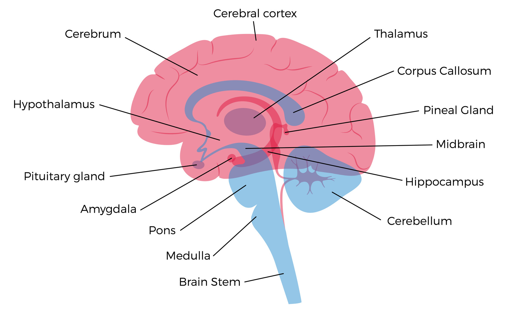 SimpleDiagramWithBrainPartsLabelled