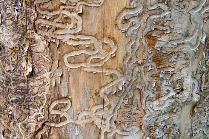 Emerald ash borers leave behind a trail of windy destruction.
