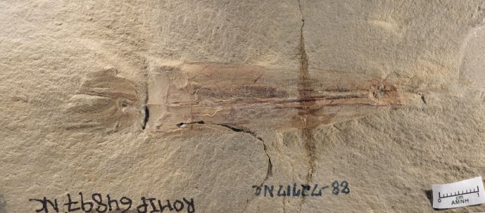 Syllipsimopodi fossil